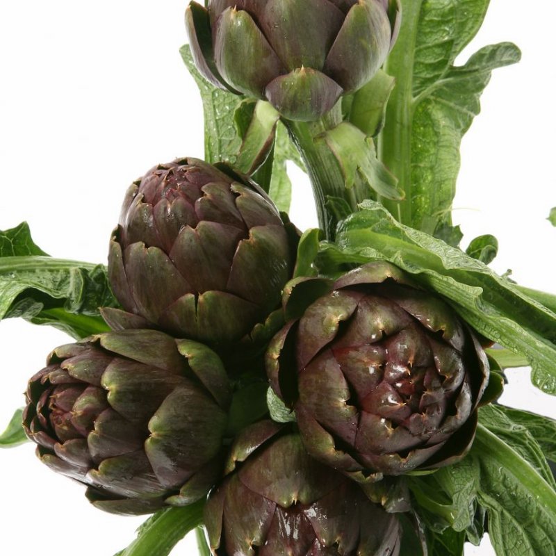 Carciofo
