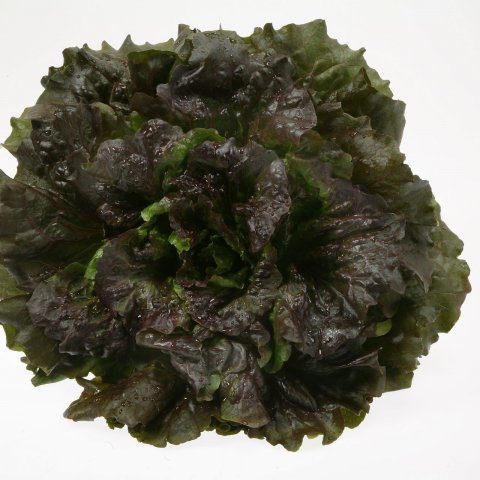 Lattuga Canasta