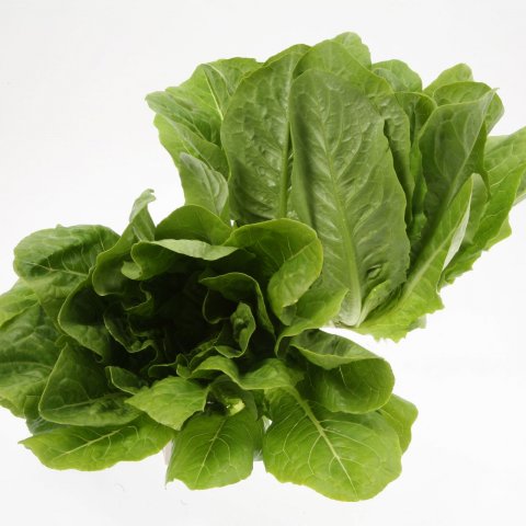 Lattuga Romana