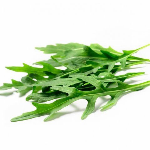 Rucola
