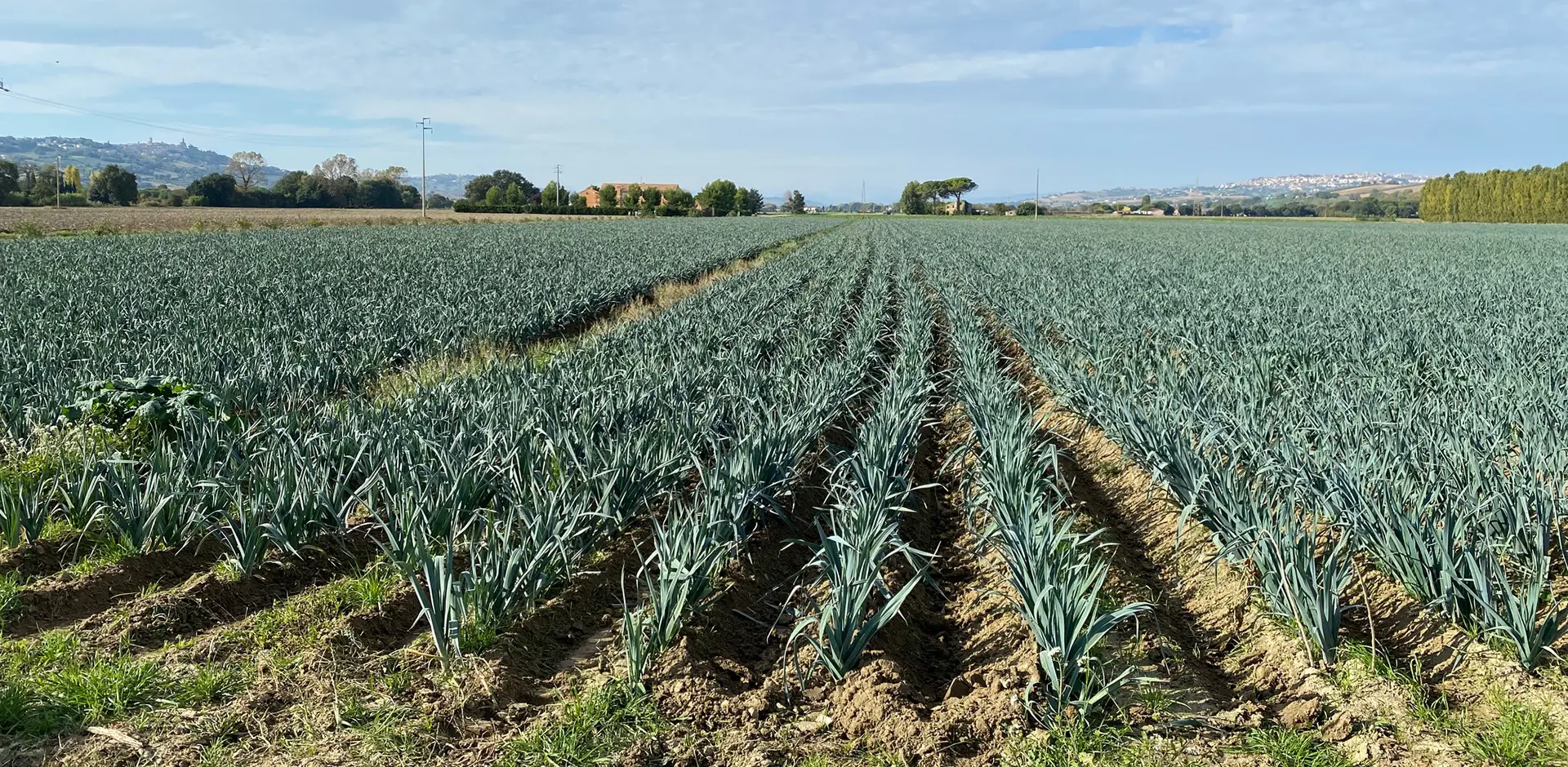 Bagagli e Olivieri Srl - Azienda Agricola San Mauro Pascoli dal 1965