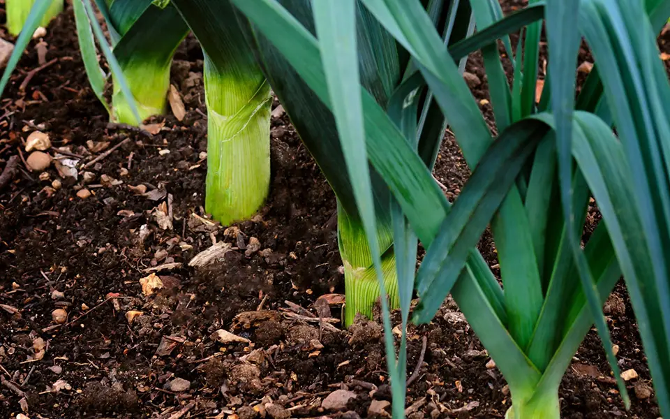 Respect de l'environnement